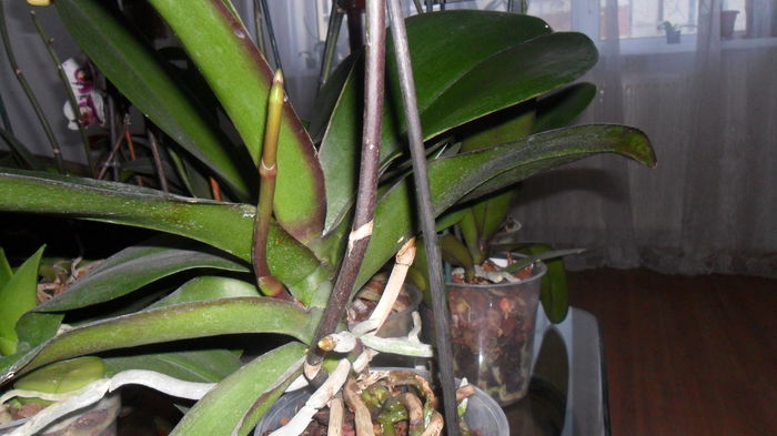 SAM_2574 - phalaenopsis