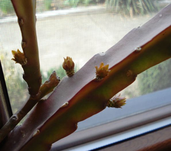 primele flori de epy (1) - b 2015 - in interior