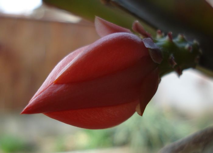 primele flori de epy (2) - b 2015 - in interior