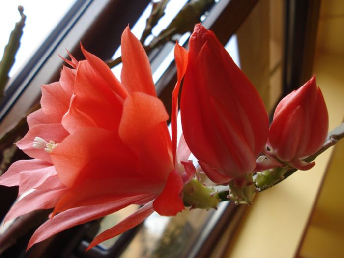 primele flori de epy (3) - b 2015 - in interior