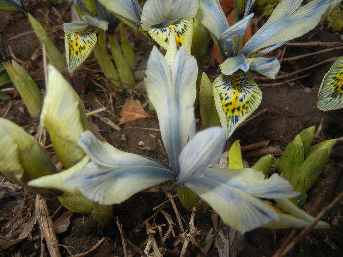 Iris Katharine Hodgkin (2015, March 07) - Iris reticulata Katharine Hodgkin