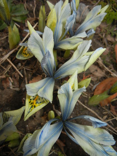 Iris Katharine Hodgkin (2015, March 07) Iris Katharine Hodgkin (2015, March 07)