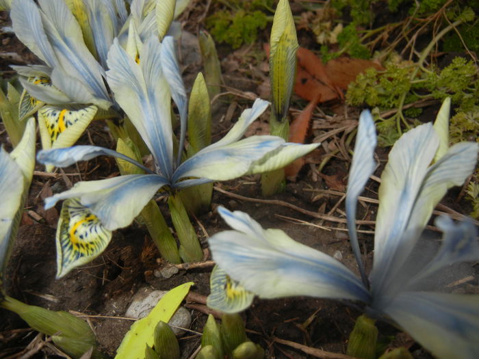 Iris Katharine Hodgkin (2015, March 07) - Iris reticulata Katharine Hodgkin