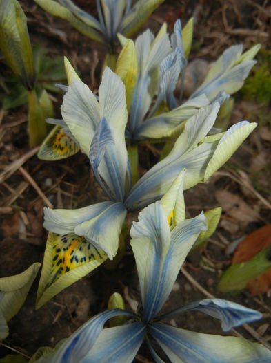 Iris Katharine Hodgkin (2015, March 07) - Iris reticulata Katharine Hodgkin