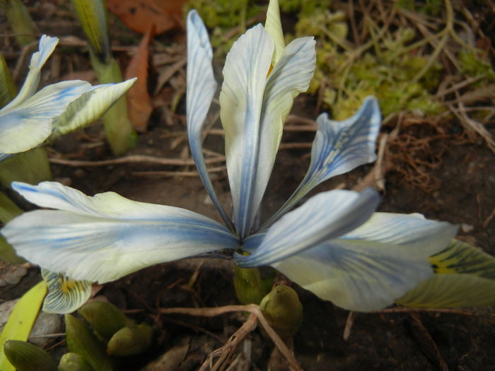 Iris Katharine Hodgkin (2015, March 07) Iris Katharine Hodgkin (2015, March 07)