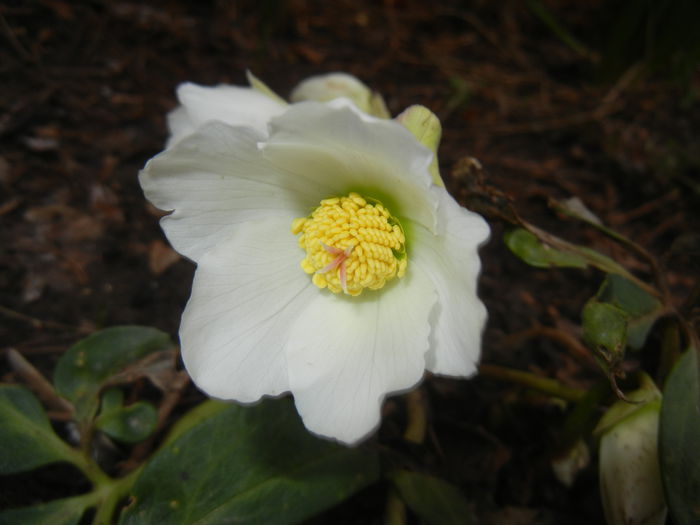 Helleborus Niger (2015, March 07) - HELLEBORUS Niger