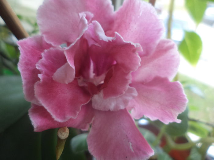 DSC01848 - gloxinii  si siningii 2015