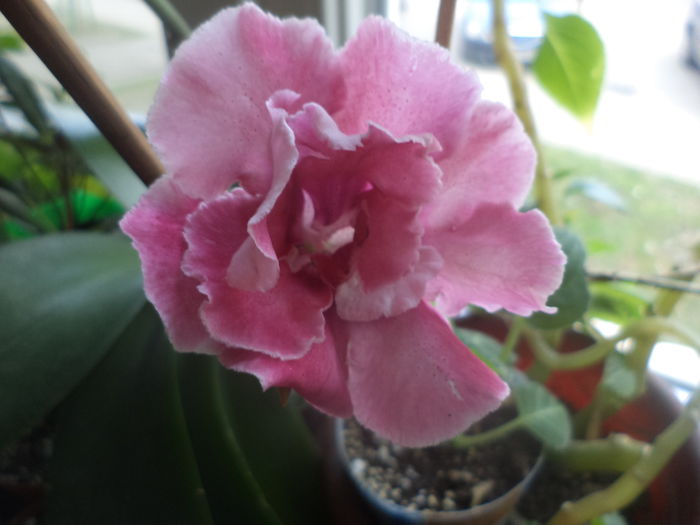 DSC01850 - gloxinii  si siningii 2015