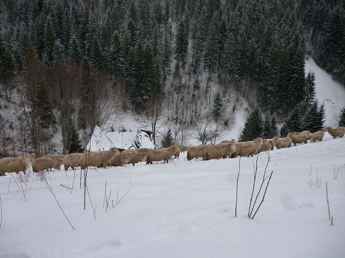 turma oi tigai - Gospodaria