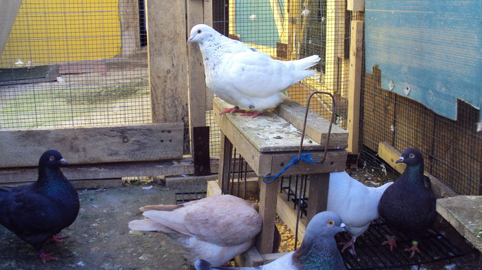 DSC06730 - 03_texan