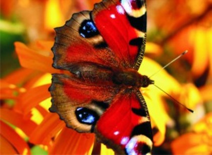 wallpaper_insecte_fluture-cu-ochi-300x219