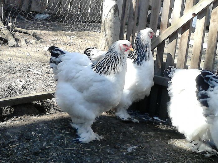 DSC_0561 - BRAHMA 2015