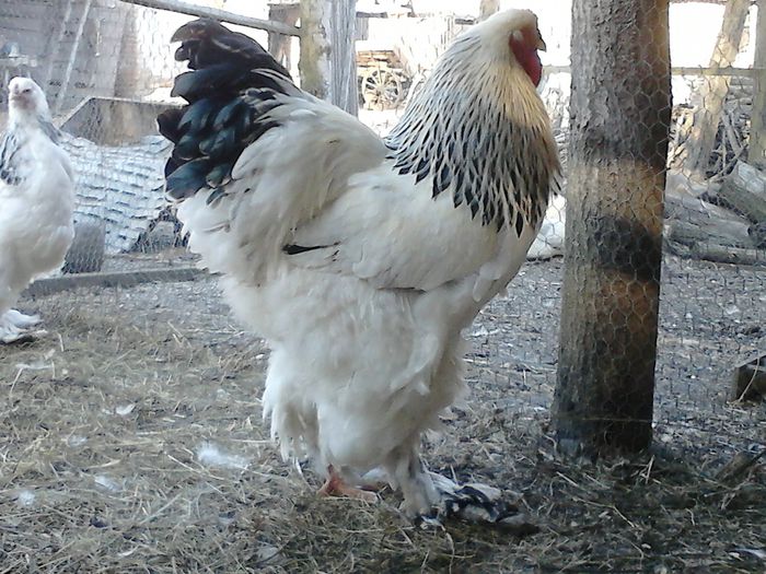 DSC_0570 - BRAHMA 2015