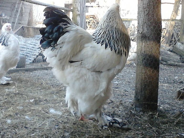 DSC_0571 - BRAHMA 2015