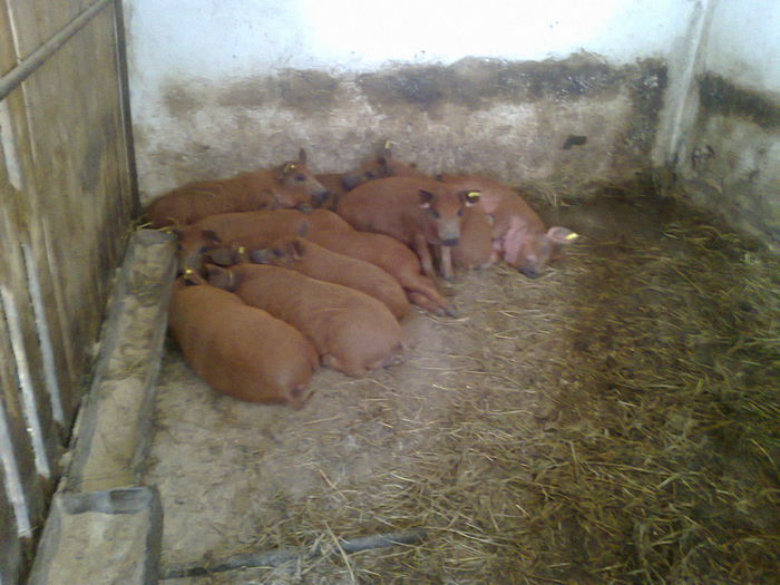 008 - mangalita generatia 2015