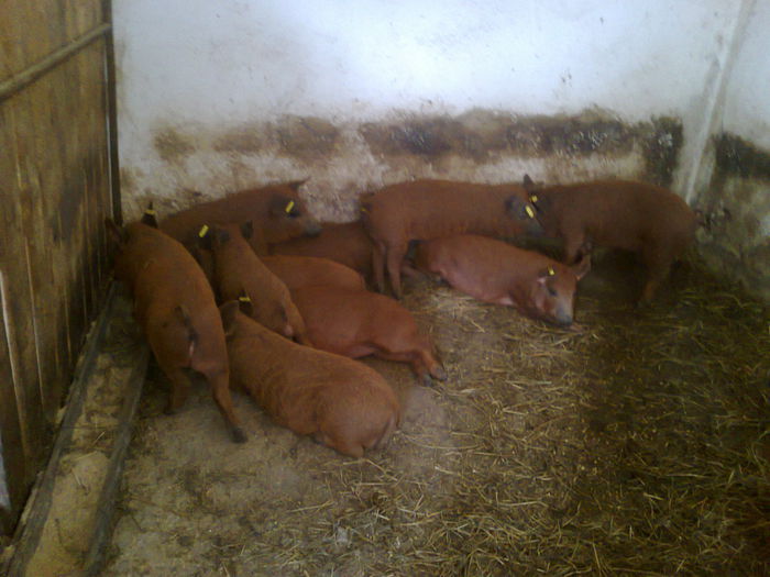 009 - mangalita generatia 2015