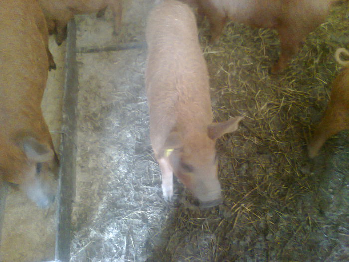 012 - mangalita generatia 2015