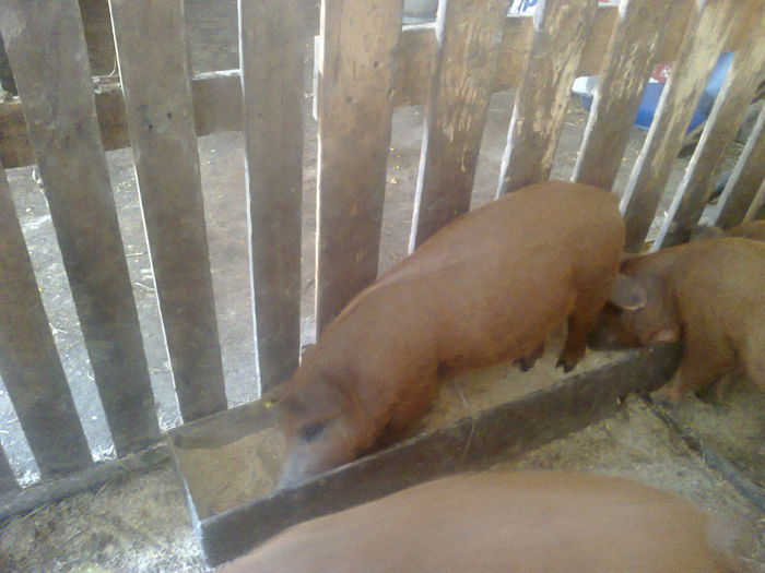 013 - mangalita generatia 2015