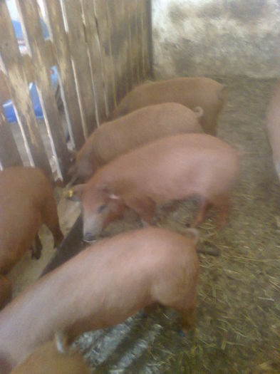 014 - mangalita generatia 2015