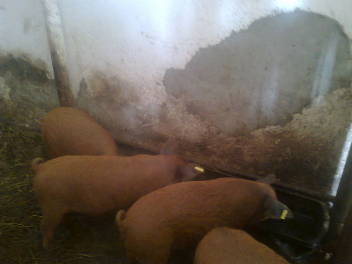 017 - mangalita generatia 2015