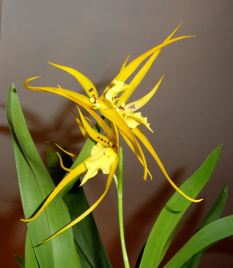 Brassada Orange Delight - Brassia