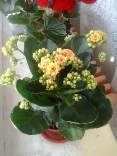 kalanchoe - Florile mele 2015