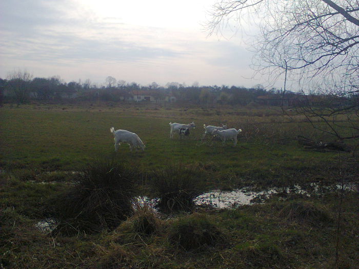 A venit primavara ! - CAPRE ALBE SI BALTATE - AU RAMAS DOAR AMINTIRE