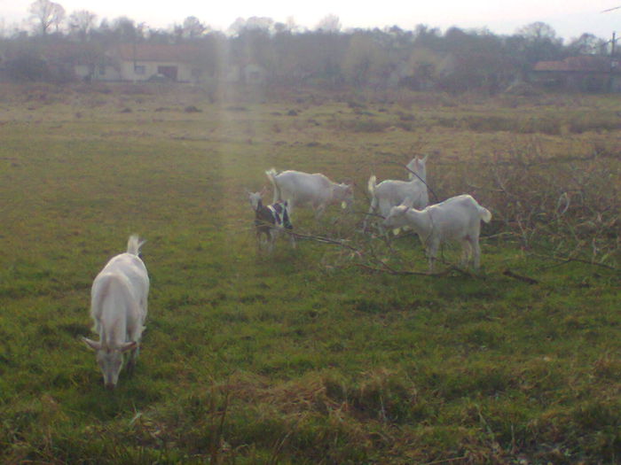 fain ii la aer curat :) - CAPRE ALBE SI BALTATE - AU RAMAS DOAR AMINTIRE