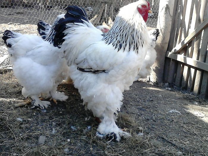 DSC_0569 - BRAHMA 2015