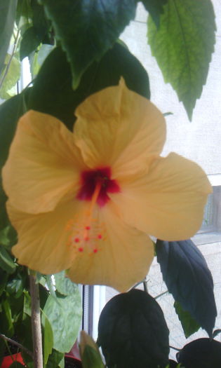 2015-03-22 16.53.51 - HIBISCUS 2015