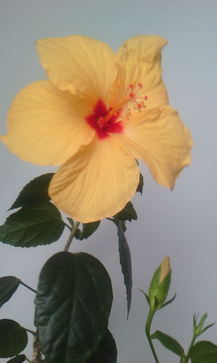 2015-03-22 16.47.09 - HIBISCUS 2015