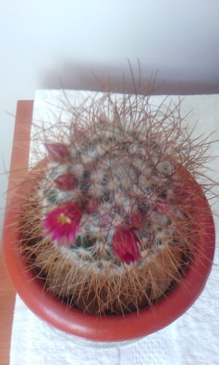 2015-03-22 15.52.02 - CACTUSI 2015