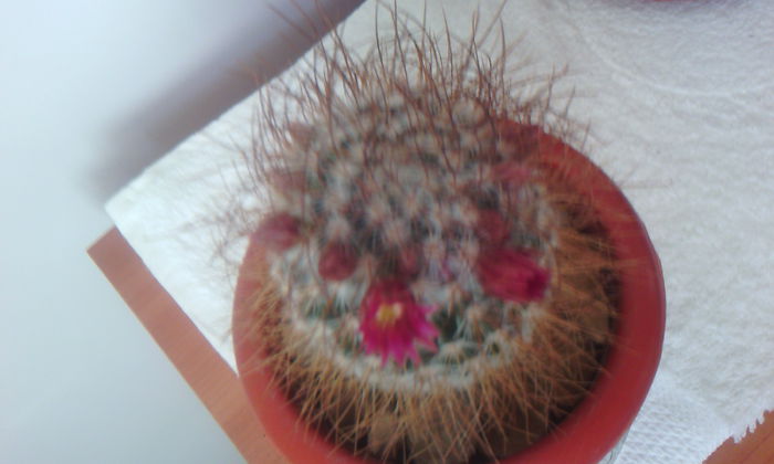 2015-03-22 15.52.37 - CACTUSI 2015