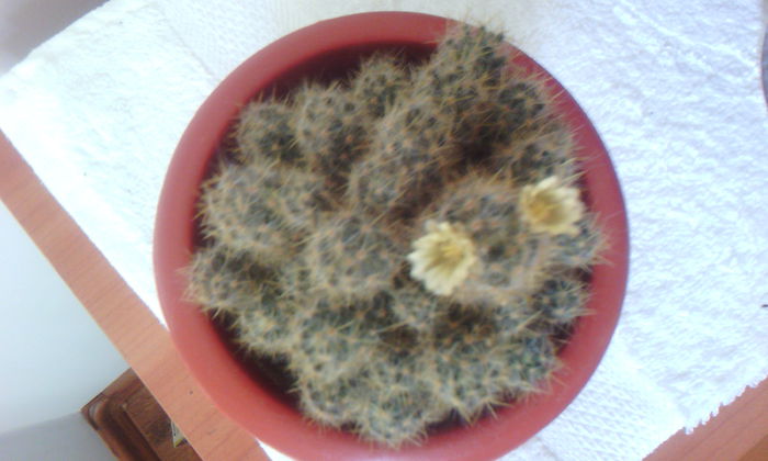 2015-03-22 15.56.22 - CACTUSI 2015