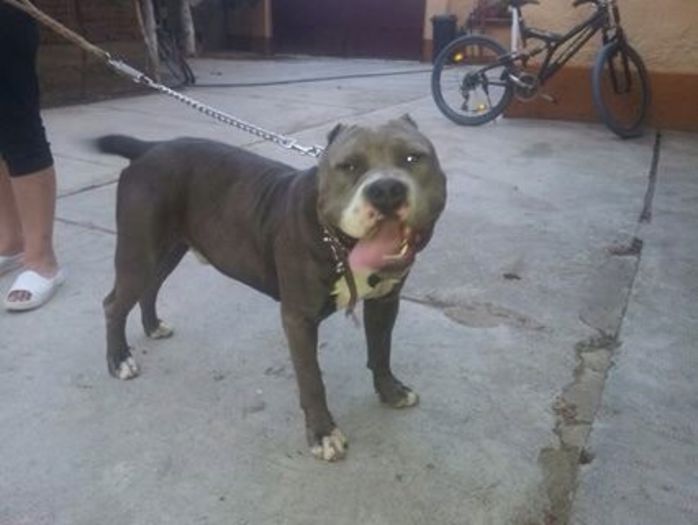 image-5d7602bb518bedb3872e981bc0542e2948c821ce99ee252878753f0e1ba20490-V - Pitbull monta