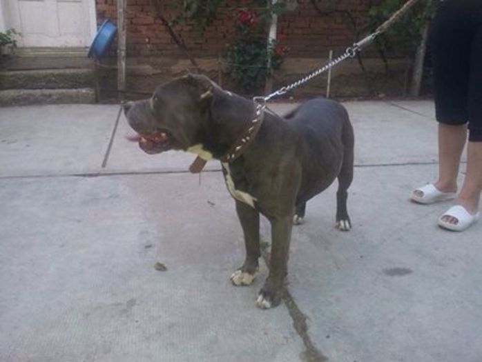 image-88e053c4cd292d1612ae918dc153645c518d9ab2680bb9fdc82970b86dca7a83-V - Pitbull monta