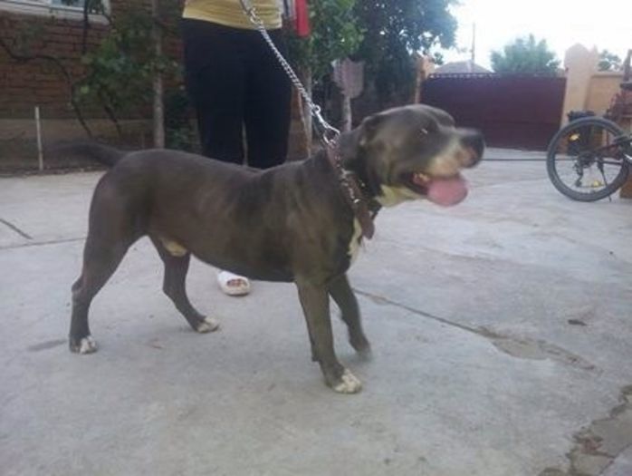 image-c5209371e3ce7c8f6c67ebe5e76ebfb61d317598a67ddb0f7e9cdeaf43e23f07-V - Pitbull monta