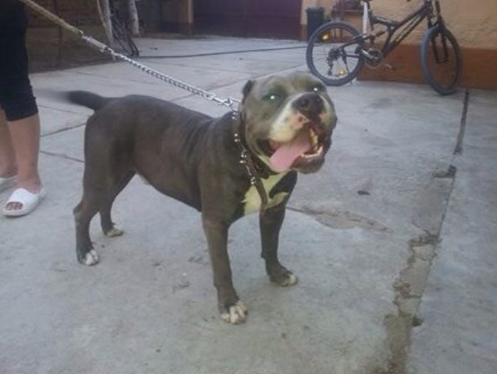 image-cb2db7d6faa860e647921d88e1e142af0604cf8df9dfe96c19c9d8acb8e75e0b-V - Pitbull monta