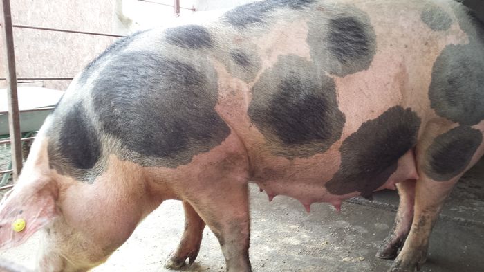 Scroafa Pietrain - Purcei Duroc X Pietrain