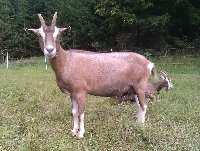 Thuringer caprita draguta