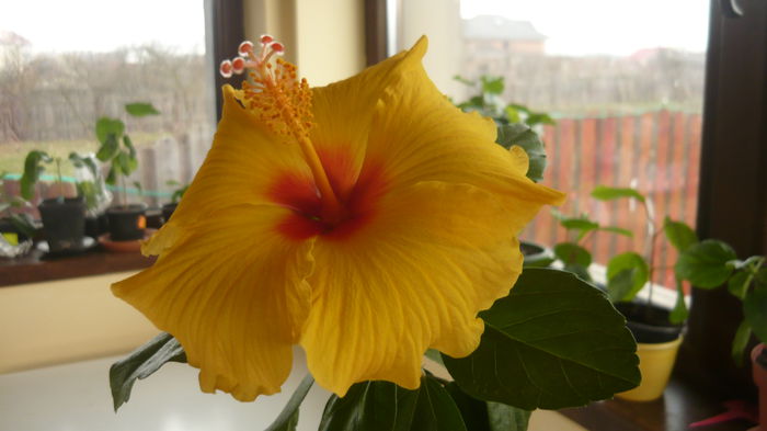 016 - Hibiscus 2015