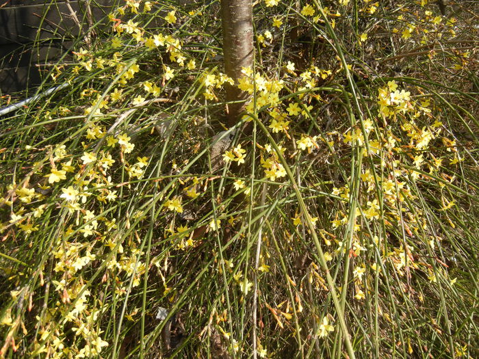 Jasminum nudiflorum (2015, March 08) - JASMINUM Nudiflorum