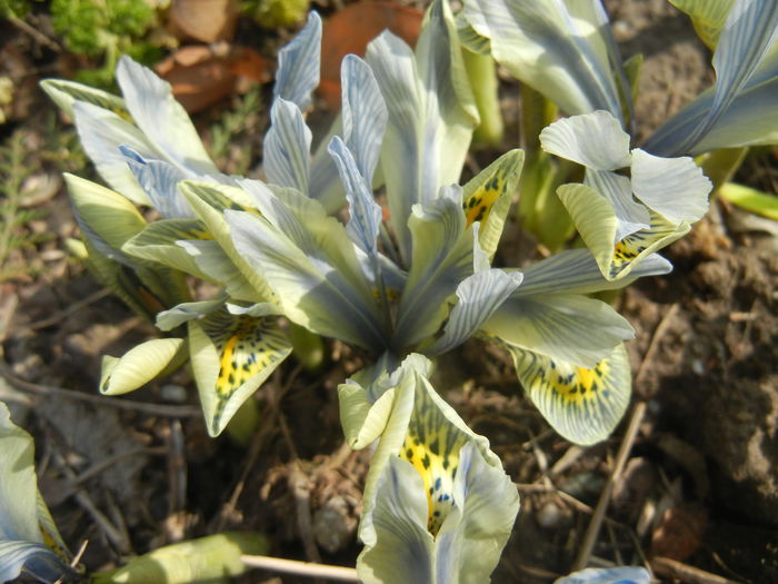 Iris Katharine Hodgkin (2015, March 08) Iris Katharine Hodgkin (2015, March 08)