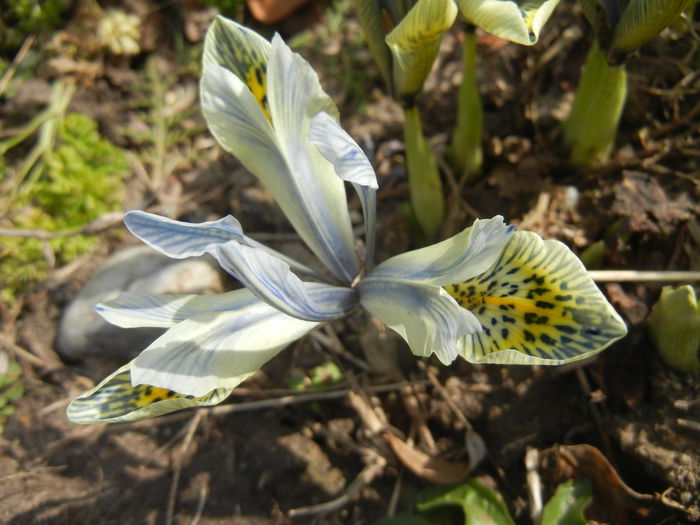Iris Katharine Hodgkin (2015, March 08) Iris Katharine Hodgkin (2015, March 08)