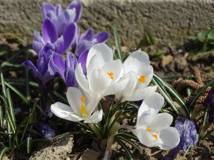 22.03.2015 incep sa treaca 22.03.2015 incep sa treaca