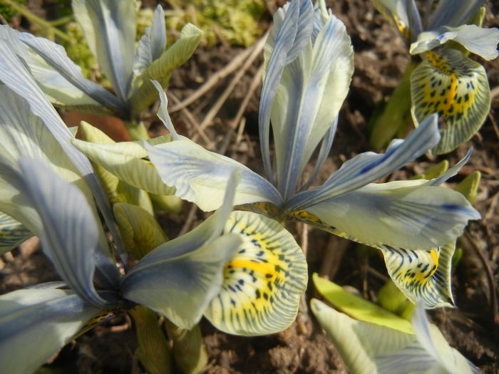 Iris Katharine Hodgkin (2015, March 08) Iris Katharine Hodgkin (2015, March 08)