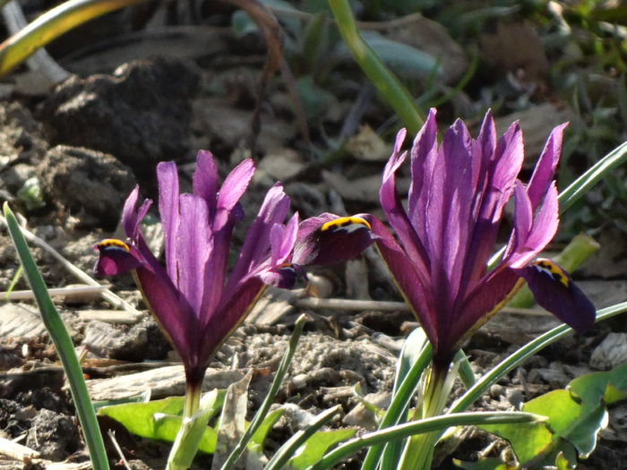 22.03.2015 ultimii irisi reticulata 22.03.2015 ultimii irisi reticulata