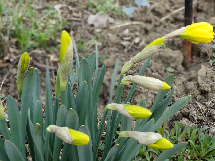 22.03.2015 incep narcisele 22.03.2015 incep narcisele