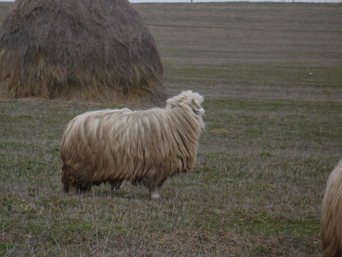 P1030639 - Turcane de Alba - Bale de Sugag