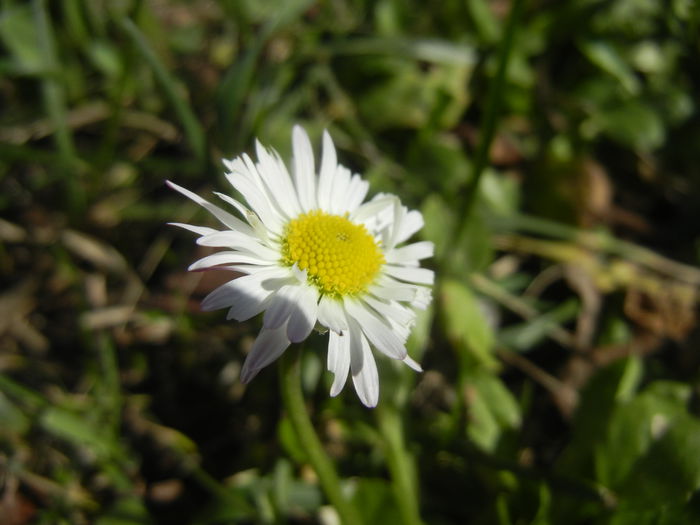 Bellis perennis (2015, March 09) - BELLIS Perennis